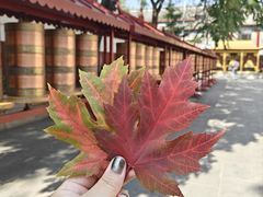 -护国法轮寺