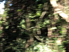 -莫里热带雨林景区