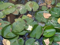 -合肥滨湖国家森林公园