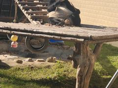 -石家庄市动物园