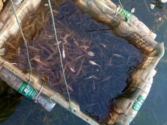 -老字号黄妹火盆烧烤