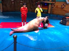 -烟台海昌鲸鲨海洋公园