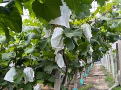 -马陆小张葡萄园农家乐