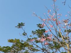 -中山市树木园