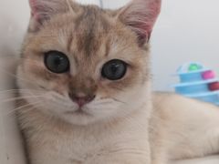 -1013 PET SHOP精品宠物商店(丁香店)