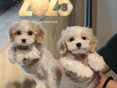 -翊宠yipet猫狗购宠庄园犬舍•猫舍