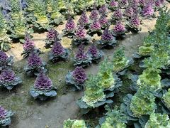 -中国天府农业博览园