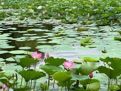 -上海鲜花港