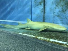 -北戴河圣蓝海洋公园