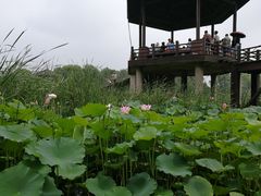 -荷塘月色湿地公园·向阳花洲