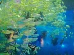 -瑞德姆美人鱼海底演艺主题餐厅(亚龙湾店)