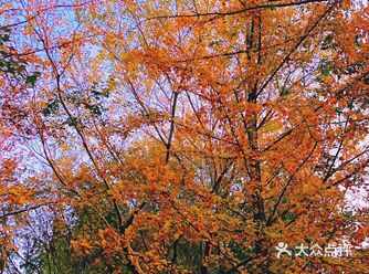 没有错过层林尽染的秋天