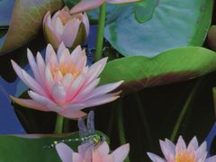 -白鹭湾湿地公园