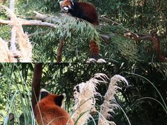 -红山森林动物园