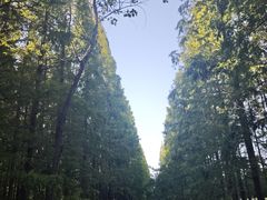 -黄海国家森林公园