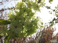 -西安青龙寺遗址景区