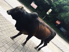 -天坛大佛