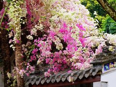 -深圳国际园林花卉博览园