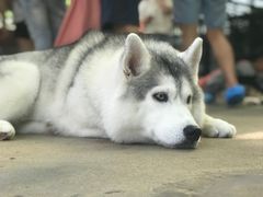 -TrueLove @ Neverland (Husky Cafe)