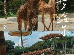 -深圳野生动物园