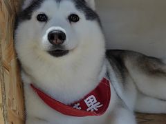 -Husky Go! 哈士奇体验馆·宠物咖啡厅狗咖