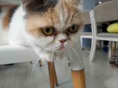 -喵的天空名猫咖啡馆·撸猫·猫舍·用品