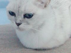 -喵的天空名猫咖啡馆·撸猫·猫舍·用品