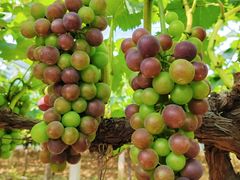 -马陆小张葡萄园农家乐