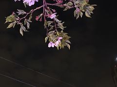 -西北湖绿化广场