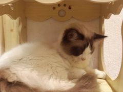 -猫色咖啡·猫咖