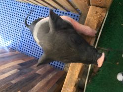 -萌宠亲子动物乐园(槐房万达店)