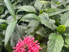 -南宫五洲植物乐园