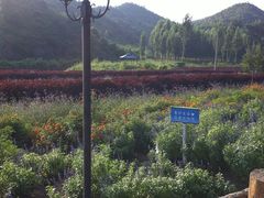 -紫海香堤香草艺术庄园