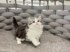 -lincat·猫舍(广州店)