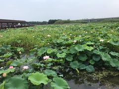 -荷塘月色湿地公园·向阳花洲