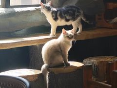 -猫猫幼稚园·撸猫·桌游·电玩