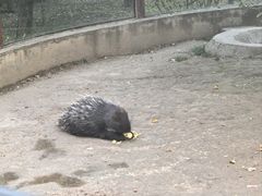-青藏高原野生动物园