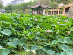 -莲湖公园