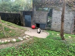 -都江堰中华大熊猫苑