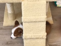 -浣熊柯尔鸭土拨鼠·电玩咖