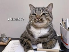 -Bastet sally猫舍购宠(静安店)