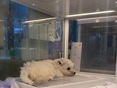-翊宠yipet猫狗购宠庄园