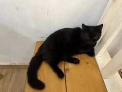 -李小姐の猫咖啡馆(五角场店)
