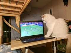 -爱侣宠医·鹦鹉专科·小型哺乳类·异宠专科(灵石路店)