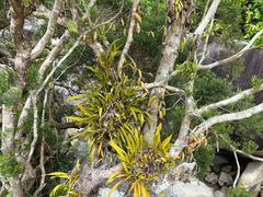 -海南热带雨林国家公园吊罗山景区