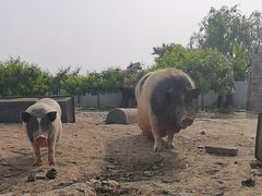 -樂桃源奉贤黄桃种植采摘基地