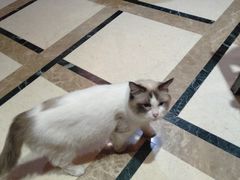 -猫色咖啡·猫咖
