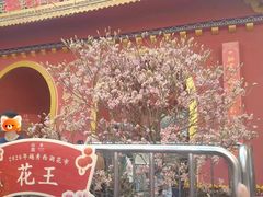 -越秀西湖花市(广州城市广场花卉店)