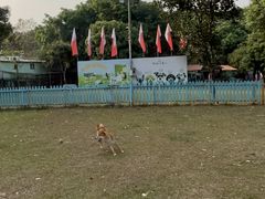 -良成狗狗乐园