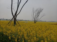 -中国天府农业博览园